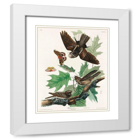 Whip-poor-will White Modern Wood Framed Art Print with Double Matting by Audubon, John James