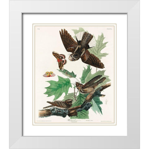 Whip-poor-will White Modern Wood Framed Art Print with Double Matting by Audubon, John James