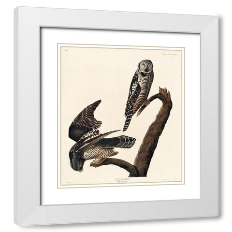 Hawk Owl White Modern Wood Framed Art Print with Double Matting by Audubon, John James
