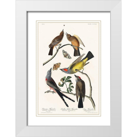 Arkansaw Flycatcher, Swallow-Tailed Flycatcher and Says Flycatcher White Modern Wood Framed Art Print with Double Matting by Audubon, John James