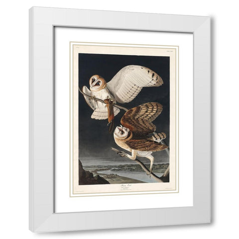 Barn OwlÂ  White Modern Wood Framed Art Print with Double Matting by Audubon, John James
