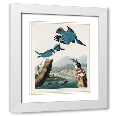 Belted Kingfisher White Modern Wood Framed Art Print with Double Matting by Audubon, John James