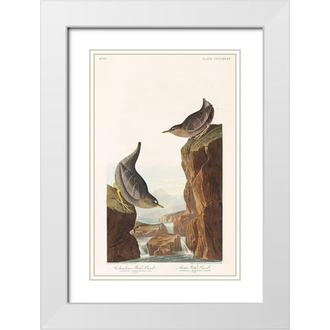 Columbian Water Ouzel and Arctic Water Ouzel White Modern Wood Framed Art Print with Double Matting by Audubon, John James