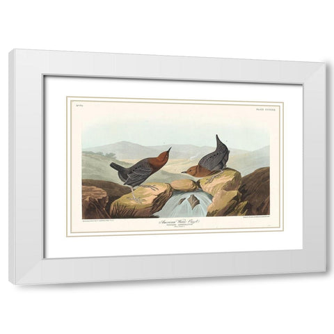 American Water Ouzel White Modern Wood Framed Art Print with Double Matting by Audubon, John James