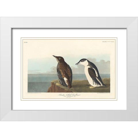 Slender-billed Guillemot White Modern Wood Framed Art Print with Double Matting by Audubon, John James