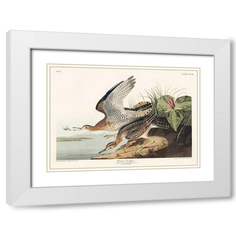 Bartram Sandpiper White Modern Wood Framed Art Print with Double Matting by Audubon, John James