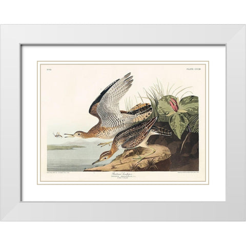 Bartram Sandpiper White Modern Wood Framed Art Print with Double Matting by Audubon, John James