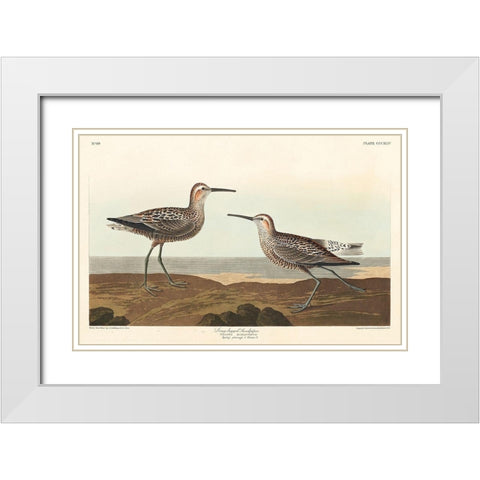 Long-legged Sandpiper White Modern Wood Framed Art Print with Double Matting by Audubon, John James