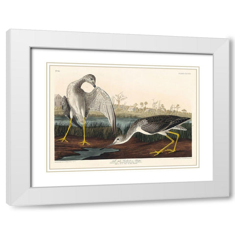 Tell-tale Godwit or Snipe White Modern Wood Framed Art Print with Double Matting by Audubon, John James