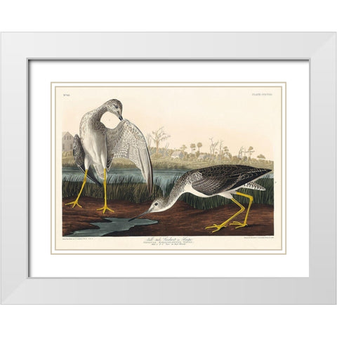 Tell-tale Godwit or Snipe White Modern Wood Framed Art Print with Double Matting by Audubon, John James