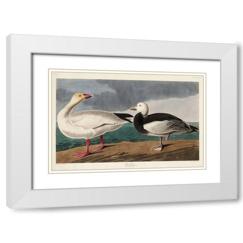 Snow Goose White Modern Wood Framed Art Print with Double Matting by Audubon, John James