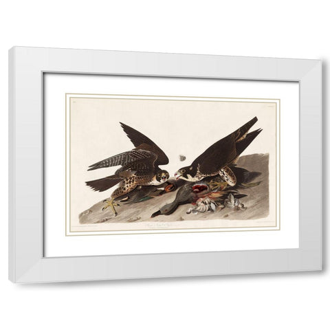 Great Footed Hawk White Modern Wood Framed Art Print with Double Matting by Audubon, John James