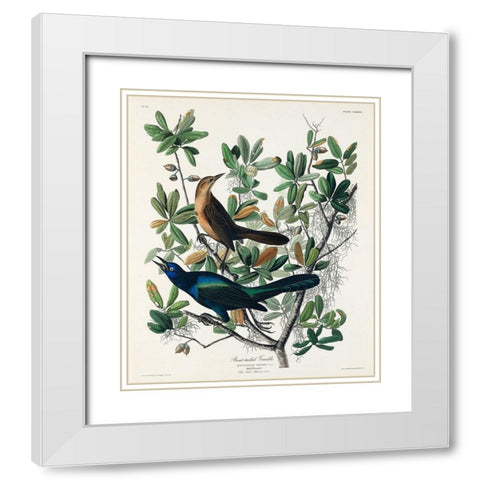 Boat-tailed Grackle White Modern Wood Framed Art Print with Double Matting by Audubon, John James