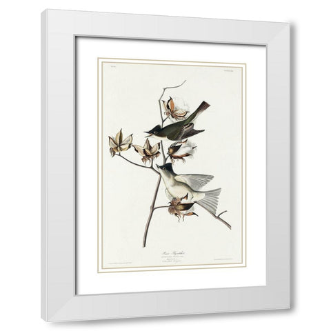 Pewit Flycatcher White Modern Wood Framed Art Print with Double Matting by Audubon, John James