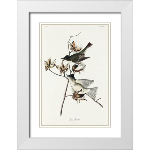 Pewit Flycatcher White Modern Wood Framed Art Print with Double Matting by Audubon, John James