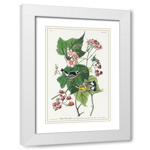 Black and Yellow Warblers White Modern Wood Framed Art Print with Double Matting by Audubon, John James