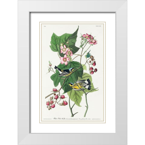 Black and Yellow Warblers White Modern Wood Framed Art Print with Double Matting by Audubon, John James
