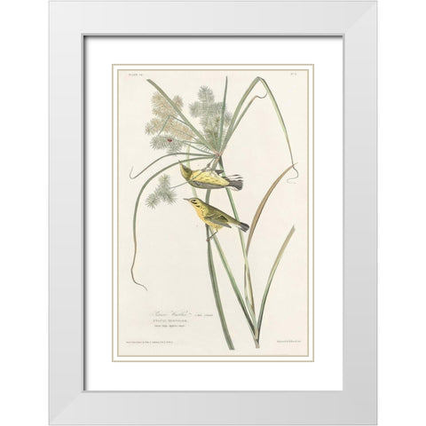 Prairie Warbler White Modern Wood Framed Art Print with Double Matting by Audubon, John James