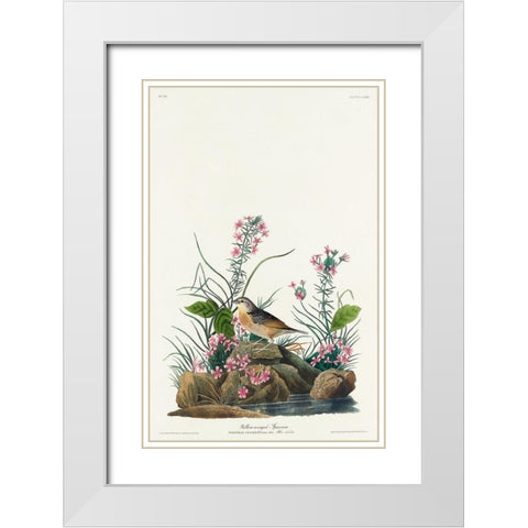 Yellow-winged Sparrow White Modern Wood Framed Art Print with Double Matting by Audubon, John James