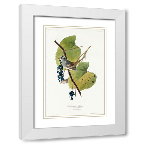White-crowned Sparrow White Modern Wood Framed Art Print with Double Matting by Audubon, John James