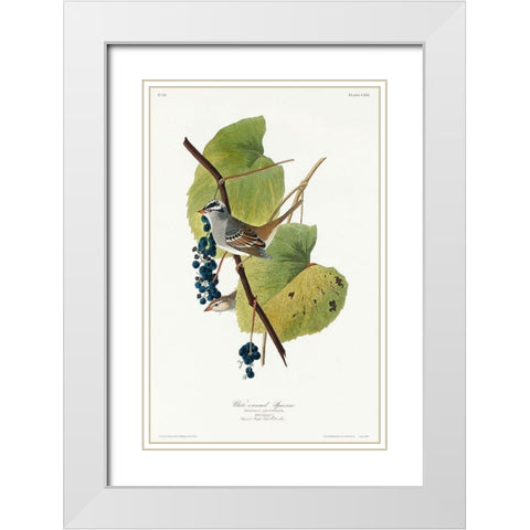 White-crowned Sparrow White Modern Wood Framed Art Print with Double Matting by Audubon, John James