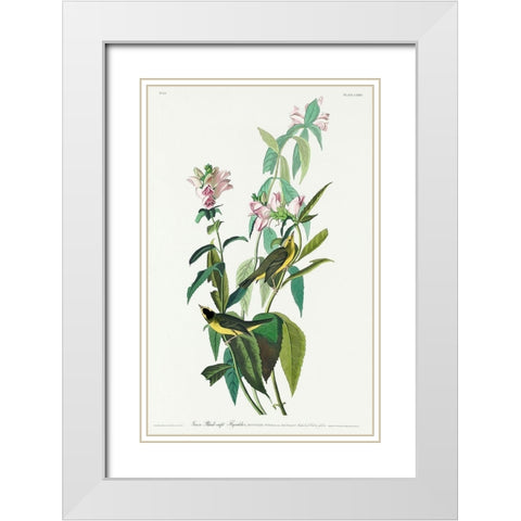 Green Black-Capt FlycatcherÂ  White Modern Wood Framed Art Print with Double Matting by Audubon, John James