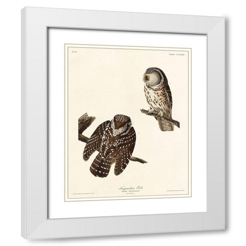 Tengmalms Owl White Modern Wood Framed Art Print with Double Matting by Audubon, John James
