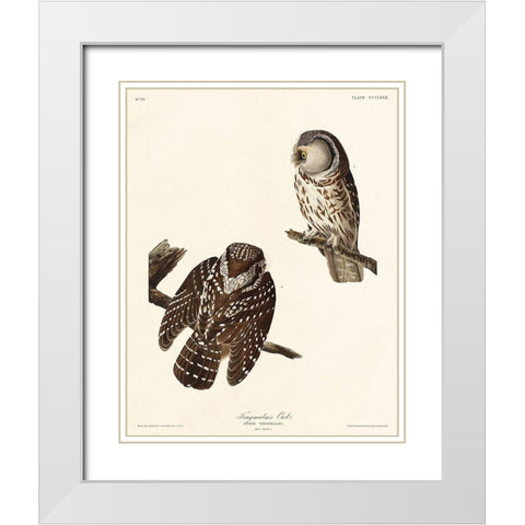 Tengmalms Owl White Modern Wood Framed Art Print with Double Matting by Audubon, John James