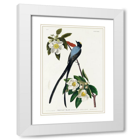 Fork-tailed Flycatcher White Modern Wood Framed Art Print with Double Matting by Audubon, John James