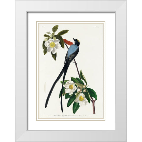 Fork-tailed Flycatcher White Modern Wood Framed Art Print with Double Matting by Audubon, John James