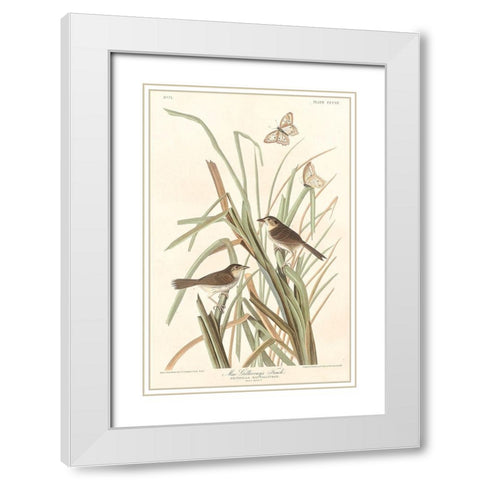 MacGillivrays Finch White Modern Wood Framed Art Print with Double Matting by Audubon, John James