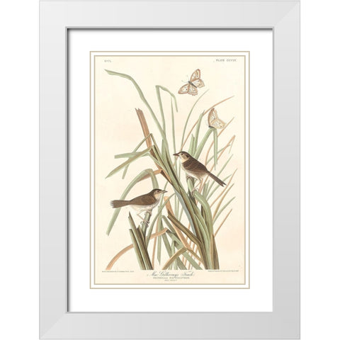 MacGillivrays Finch White Modern Wood Framed Art Print with Double Matting by Audubon, John James