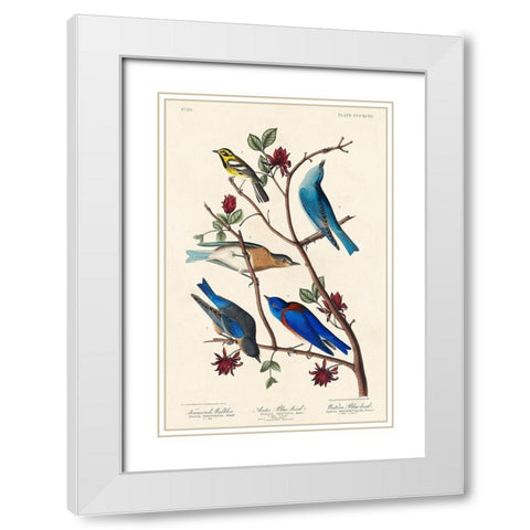 Townsends Warbler, Arctic Blue-bird and Western Blue-bird White Modern Wood Framed Art Print with Double Matting by Audubon, John James