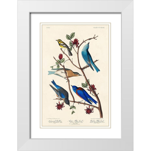 Townsends Warbler, Arctic Blue-bird and Western Blue-bird White Modern Wood Framed Art Print with Double Matting by Audubon, John James