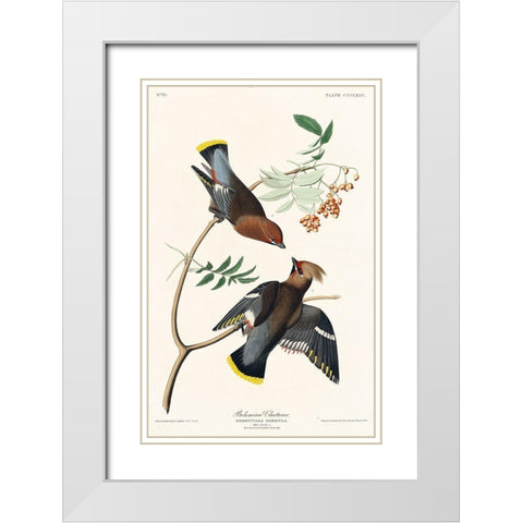 Bohemian Chatterer White Modern Wood Framed Art Print with Double Matting by Audubon, John James