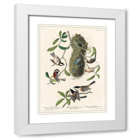 Chesnut-backed Titmouse, Black-capt Titmouse and Chesnut-crowned Titmouse White Modern Wood Framed Art Print with Double Matting by Audubon, John James