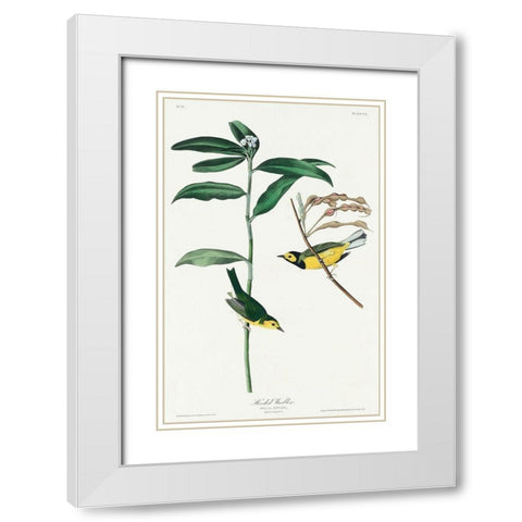 Hooded Warbler White Modern Wood Framed Art Print with Double Matting by Audubon, John James