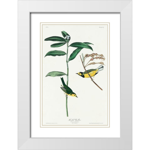Hooded Warbler White Modern Wood Framed Art Print with Double Matting by Audubon, John James