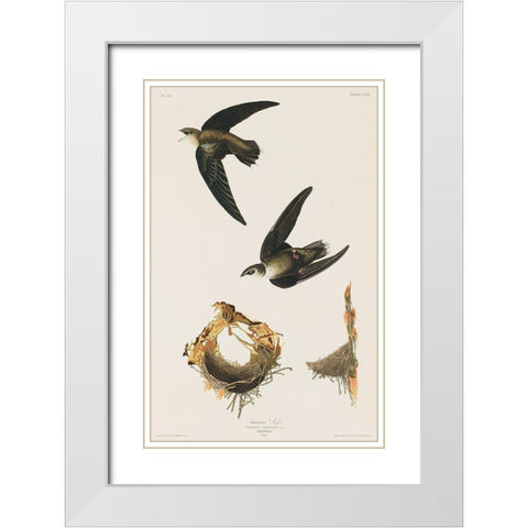 American Swift White Modern Wood Framed Art Print with Double Matting by Audubon, John James