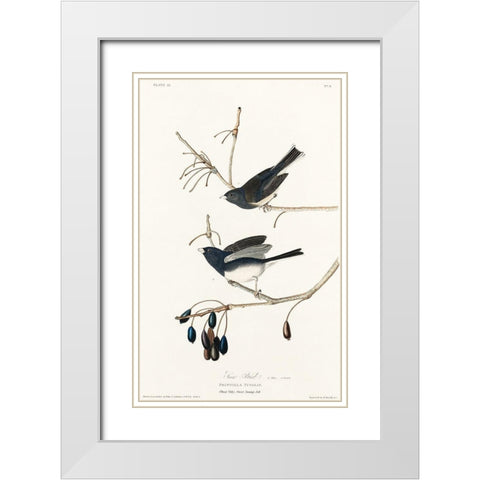 Snow Bird White Modern Wood Framed Art Print with Double Matting by Audubon, John James