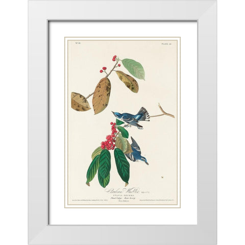 Azure Warbler White Modern Wood Framed Art Print with Double Matting by Audubon, John James
