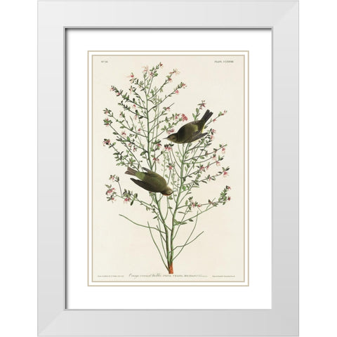 Orange-crowned Warbler White Modern Wood Framed Art Print with Double Matting by Audubon, John James