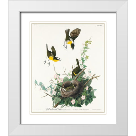 Yellow-breasted Chat White Modern Wood Framed Art Print with Double Matting by Audubon, John James
