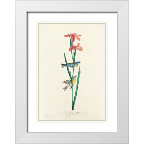 Blue Yellow back Warbler White Modern Wood Framed Art Print with Double Matting by Audubon, John James