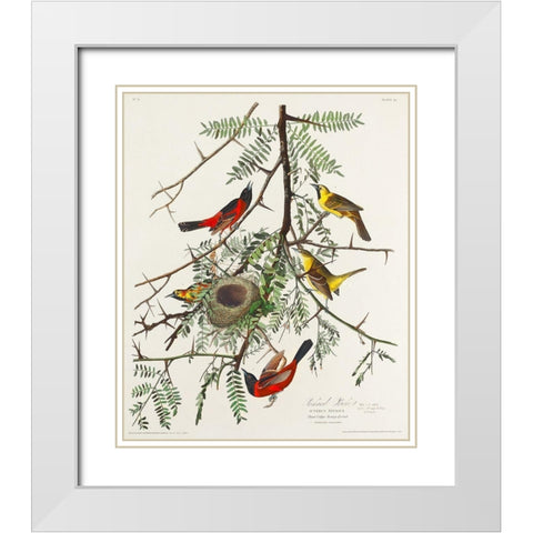 Orchard Oriole White Modern Wood Framed Art Print with Double Matting by Audubon, John James
