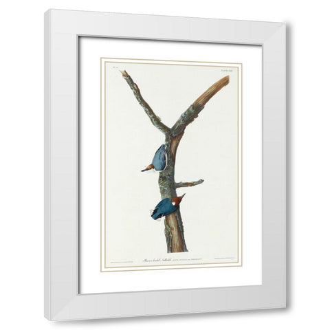 Brown-headed Nuthatch White Modern Wood Framed Art Print with Double Matting by Audubon, John James