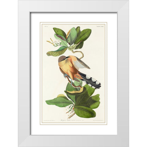 Mangrove Cuckoo White Modern Wood Framed Art Print with Double Matting by Audubon, John James