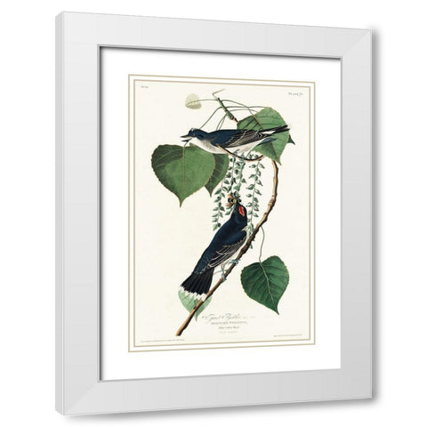 Tyrant Fly-catcher White Modern Wood Framed Art Print with Double Matting by Audubon, John James