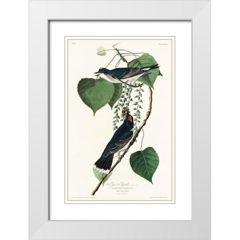 Tyrant Fly-catcher White Modern Wood Framed Art Print with Double Matting by Audubon, John James