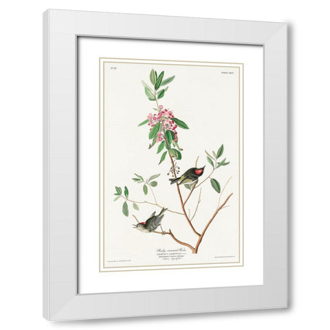 Ruby crowned Wren White Modern Wood Framed Art Print with Double Matting by Audubon, John James